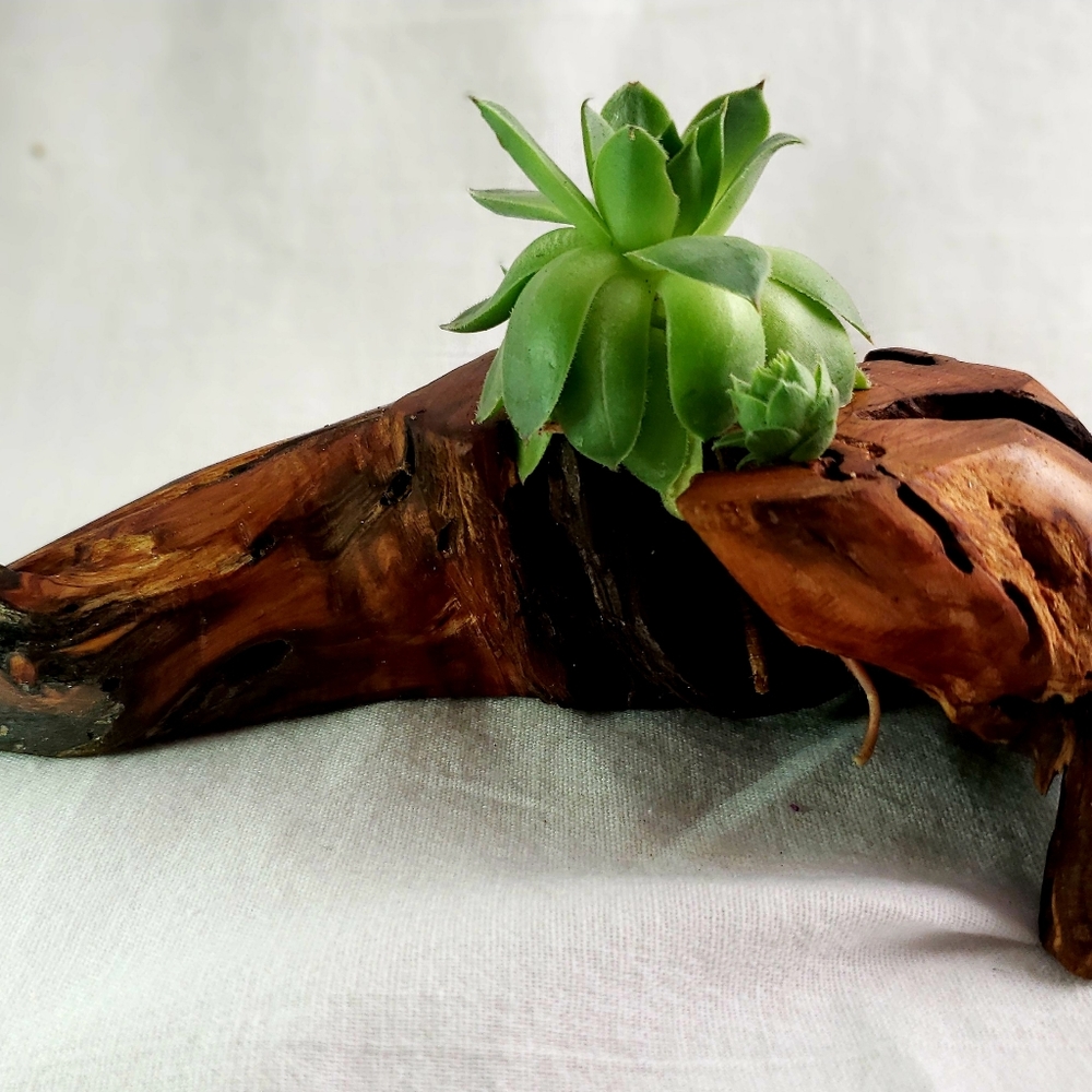 Air plant holder